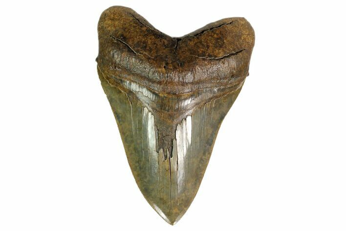 Serrated, Fossil Megalodon Tooth - Georgia #159744